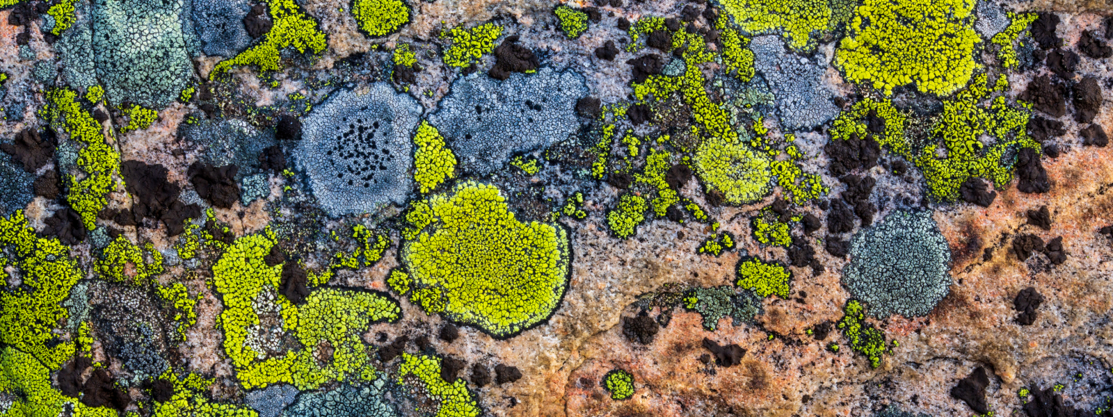 Microscopic image of biological system